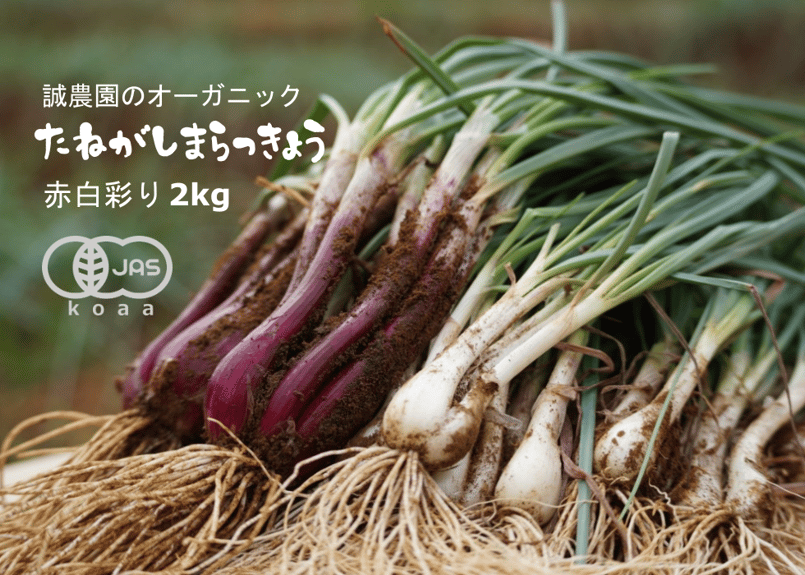 有機JAS認証「たねがしまらっきょう」赤白彩り2kg｜オーガニックが育む