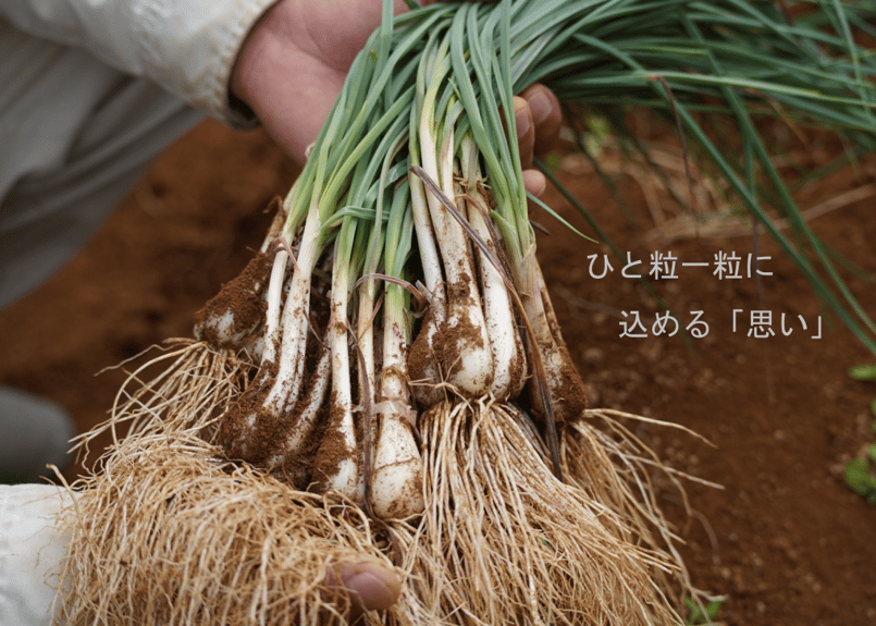 有機JAS認証「たねがしまらっきょう」4kg｜オーガニックの赤土が育む