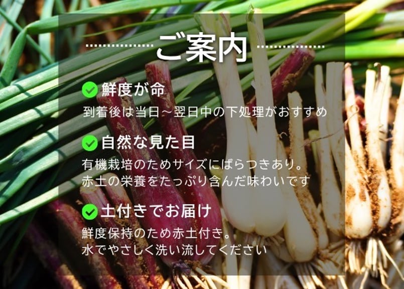 有機JAS認証「たねがしまらっきょう」赤白彩り2kg｜オーガニックが育む