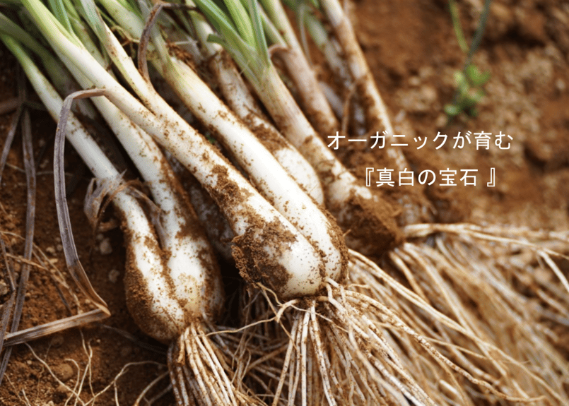 有機JAS認証「たねがしまらっきょう」4kg｜オーガニックの赤土が育む