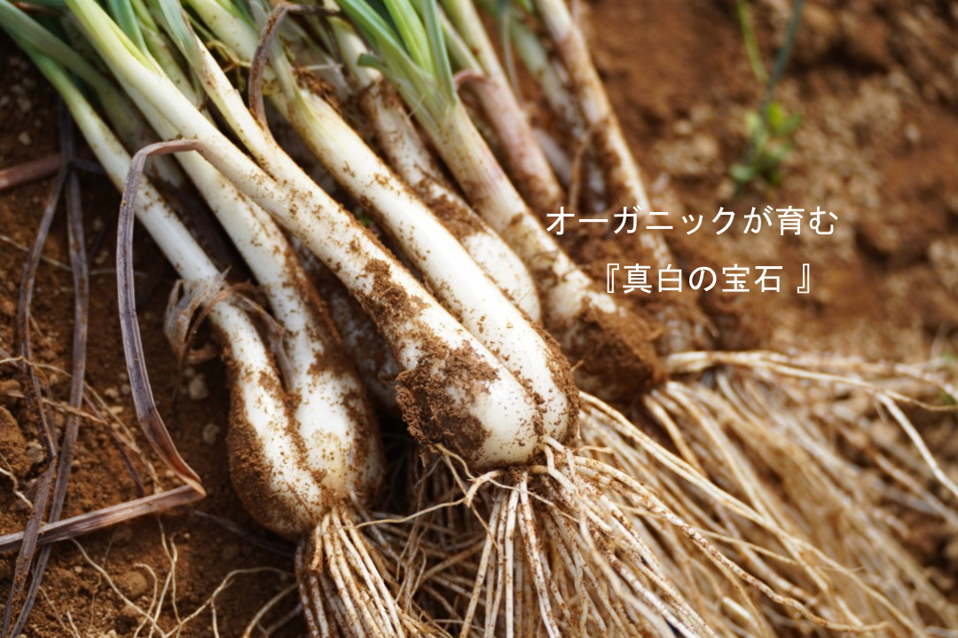有機JAS認証「たねがしまらっきょう」4kg｜オーガニックの赤土が育む