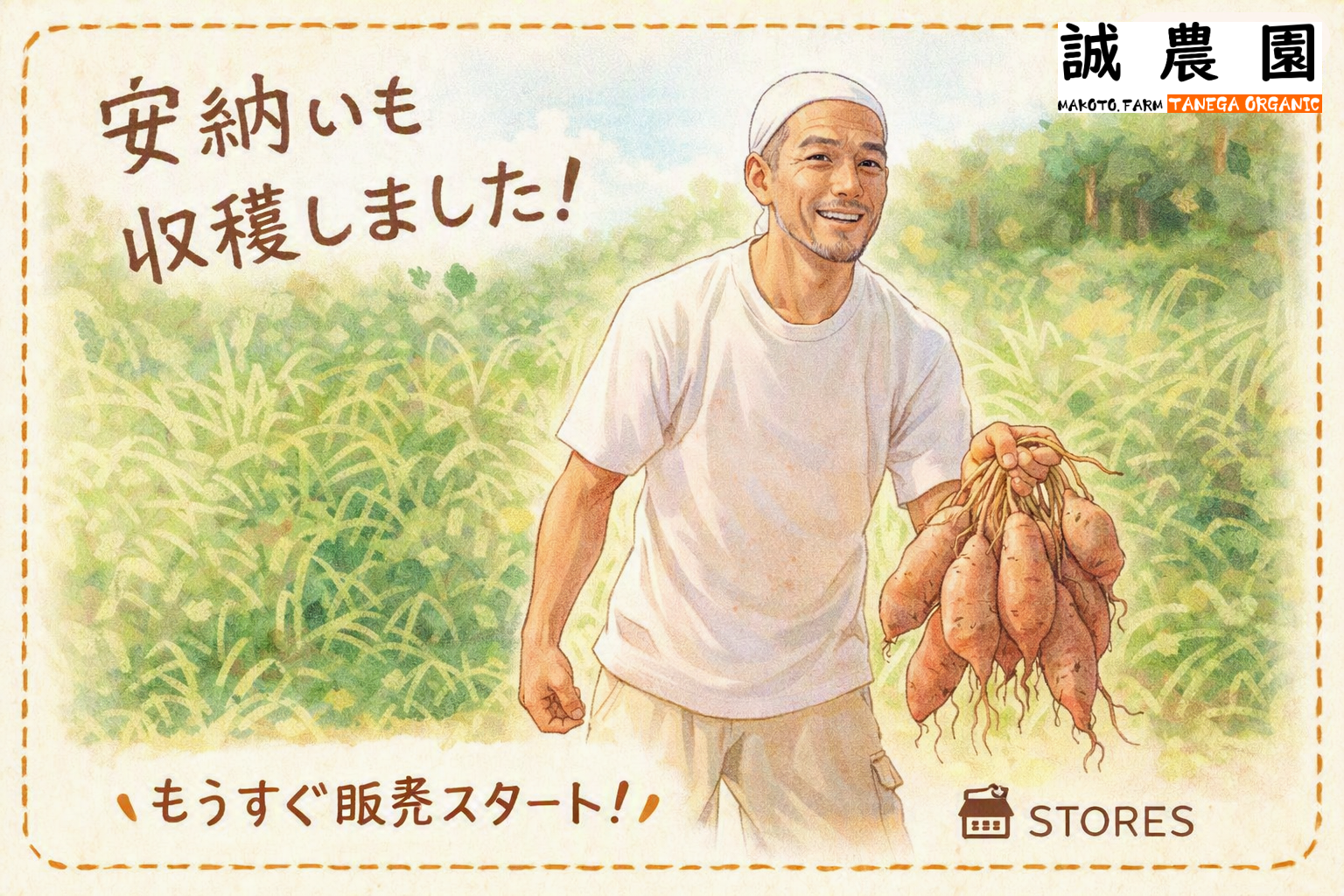 安納いも収穫スタート