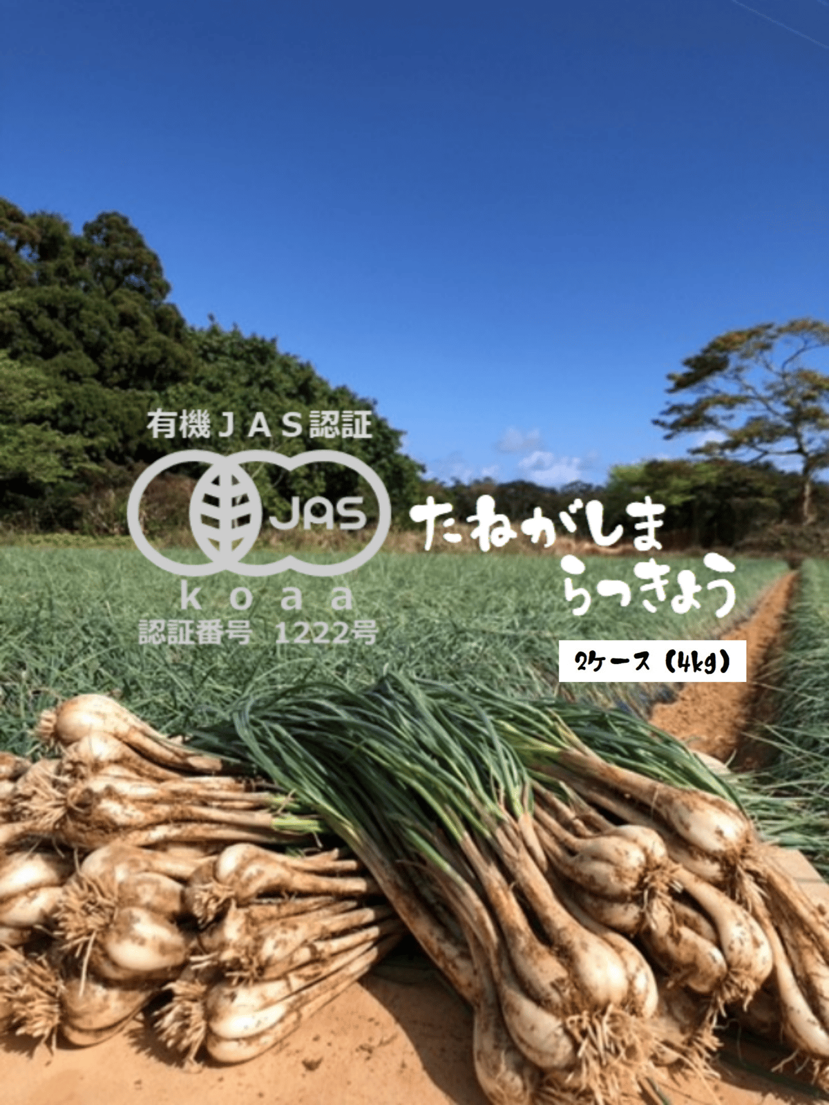 有機JAS認証「たねがしまらっきょう」4kg｜オーガニックの赤土が育む