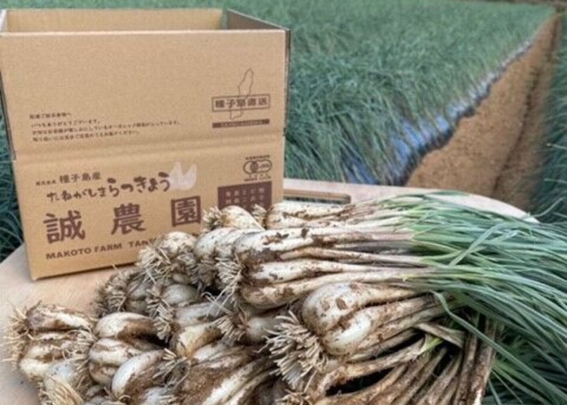 有機JAS認証「たねがしまらっきょう」4kg｜オーガニックの赤土が育む