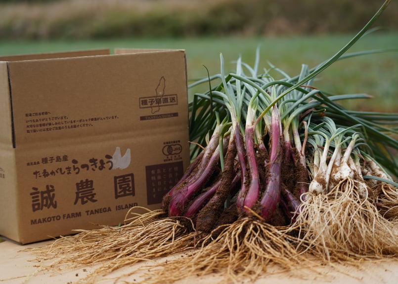 種子島産　らっきょう 有機JAS認証「たねがしまらっきょう」赤白彩り2kg｜オーガニックが育む