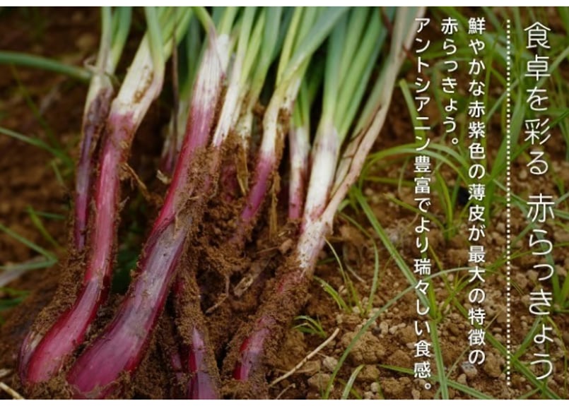 有機JAS認証「たねがしまらっきょう」赤白彩り2kg｜オーガニックが育む