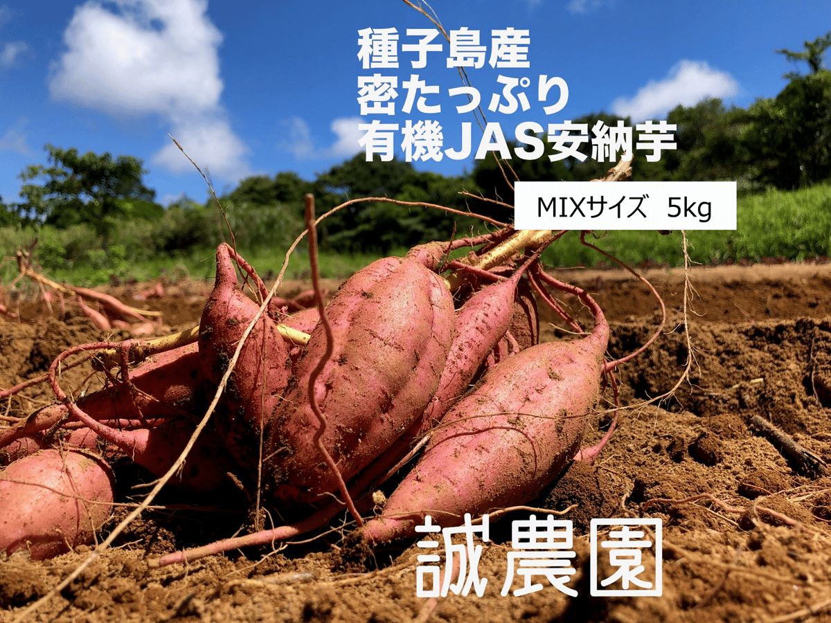 種子島産　誠農園　ORGANIC　オーガニック（有機）安納芋　MIXサイズ5ｋｇ　STORE