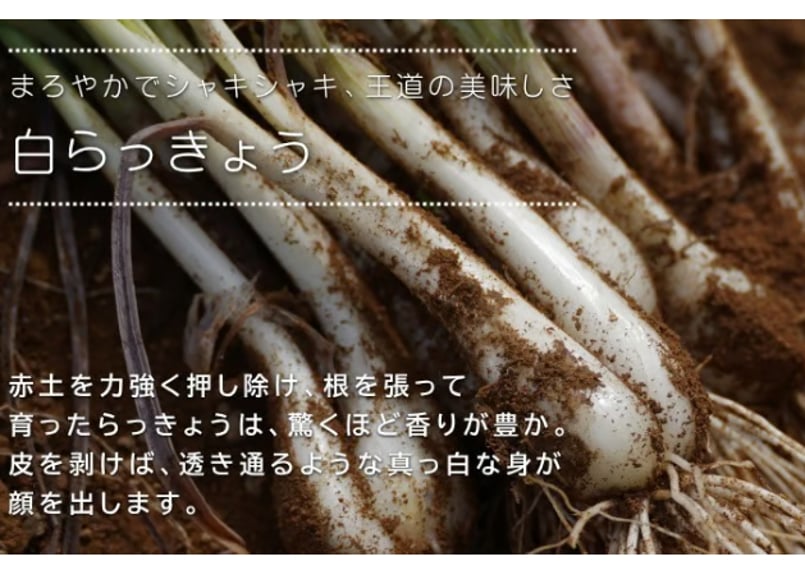 有機JAS認証「たねがしまらっきょう」4kg｜オーガニックの赤土が育む