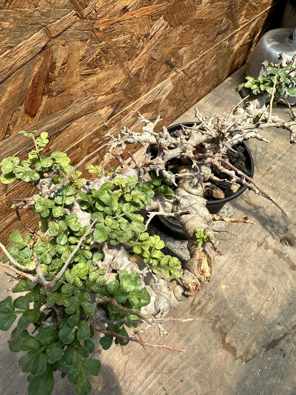 コミフォラ エイル ソマリア産 特大株 発根済み | J.P Plants