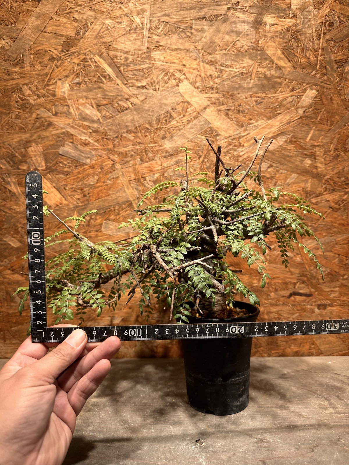 Boswellia neglecta ネグレクタ | J.P Plants Boswellia neglecta ネグレクタ | J.P Plants