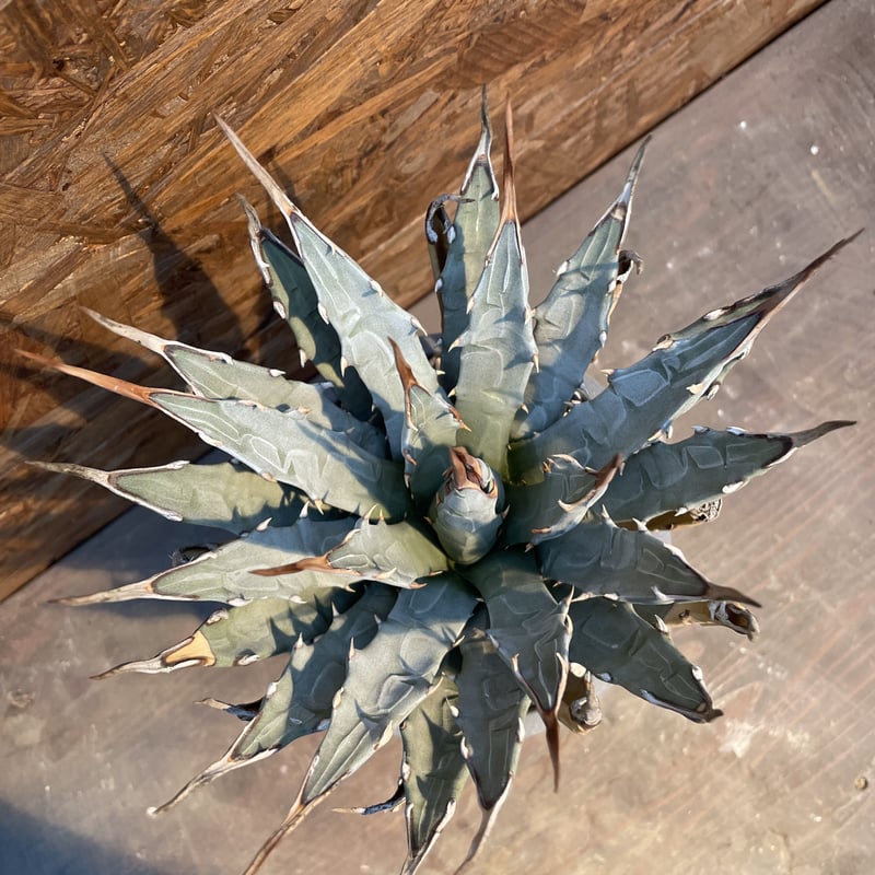 Agave utahensis eborispina 発根済み | J.P Plants Agave utahensis eborispina 発根済み | J.P Plants