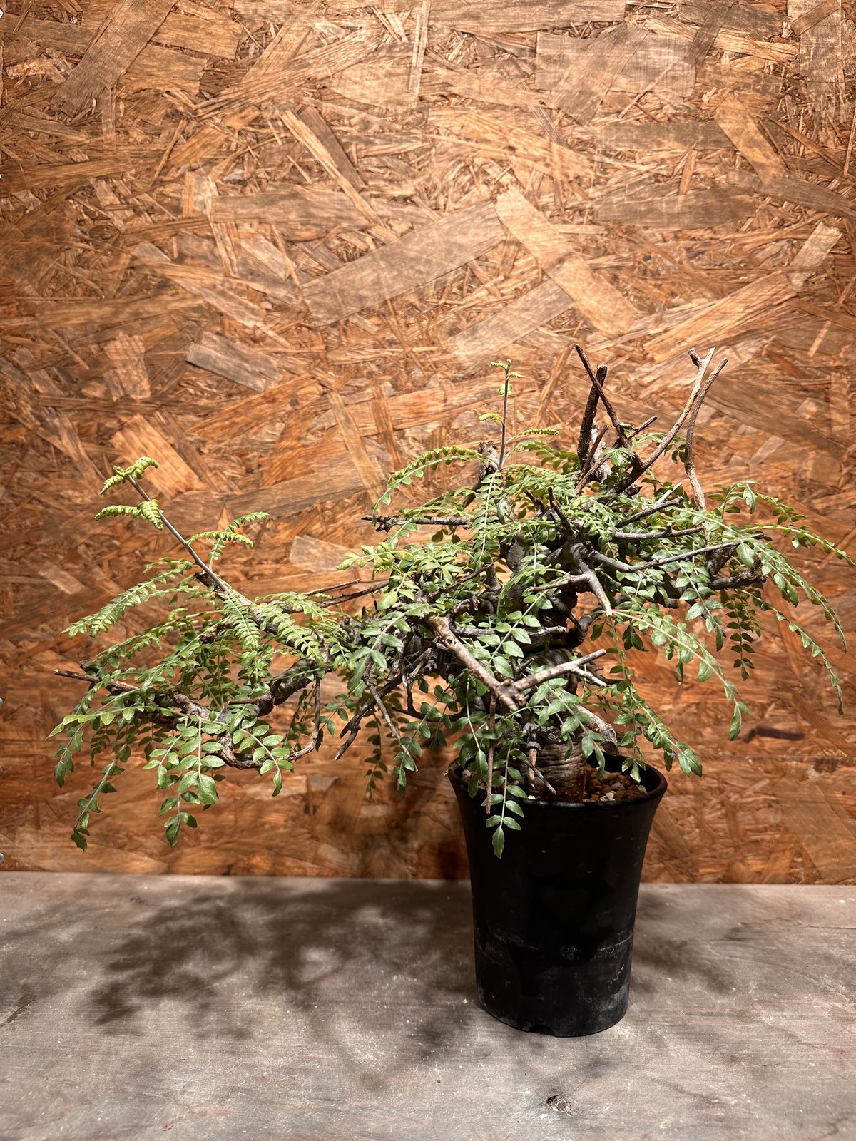 ボスべリア　ネグレクタ Boswellia neglecta ネグレクタ | J.P Plants