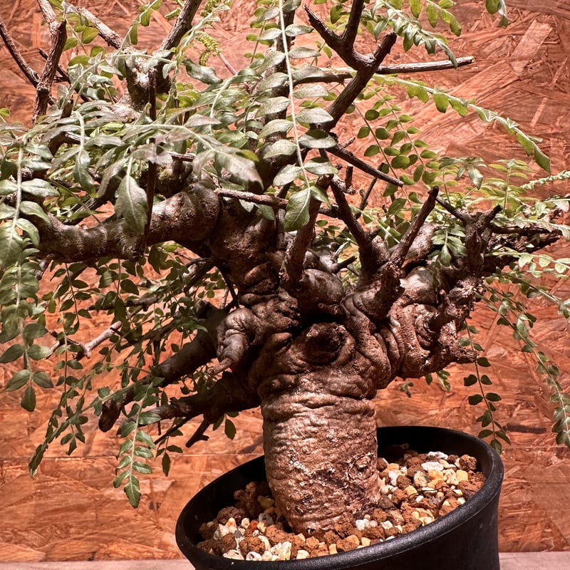 Boswellia neglecta ネグレクタ | J.P Plants