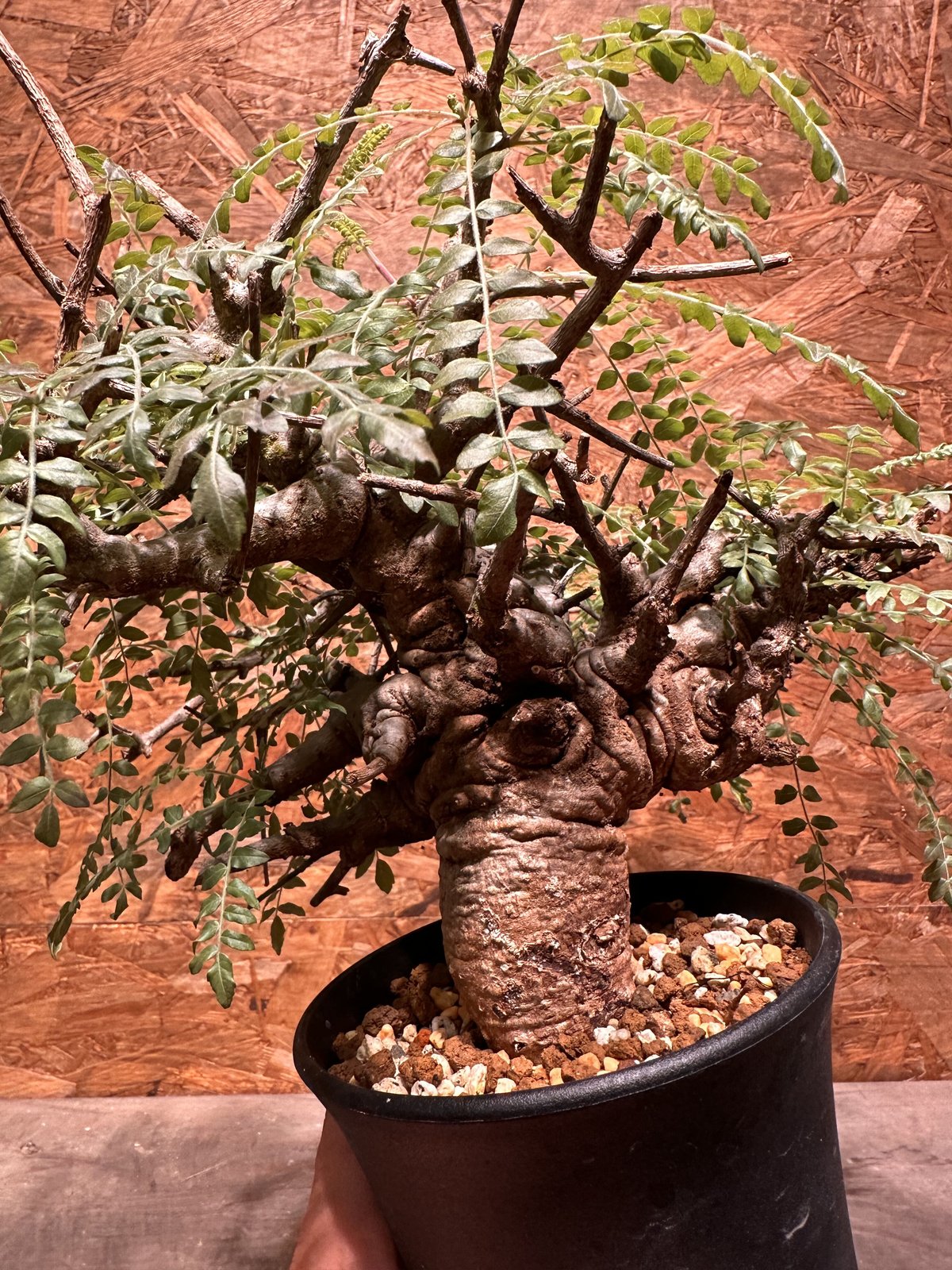 Boswellia neglecta ネグレクタ | J.P Plants Boswellia neglecta ネグレクタ | J.P Plants