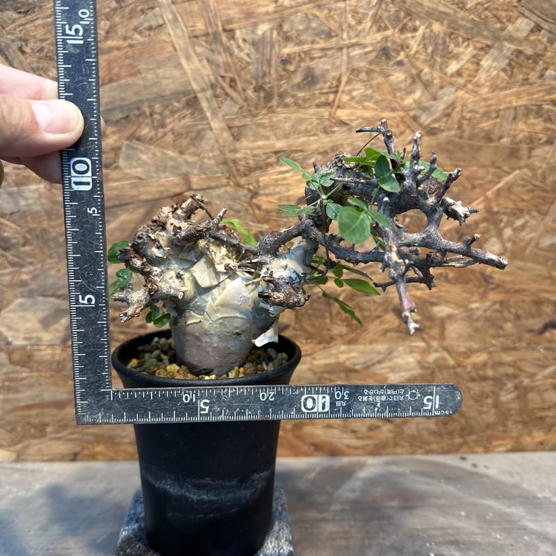 コミフォラ カタフ ターカネンシス ② 発根済み | J.P Plants