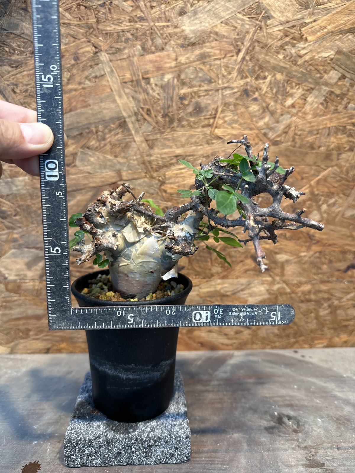 コミフォラ カタフ ターカネンシス ② 発根済み | J.P Plants