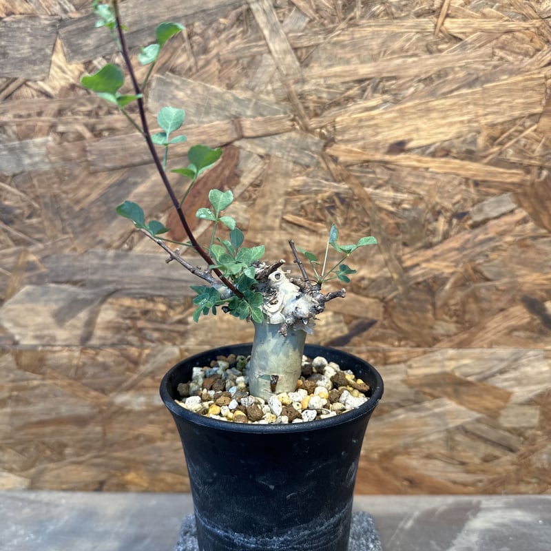 コミフォラ カタフターカネンシス ミニカタフ（極小）希少 | J.P