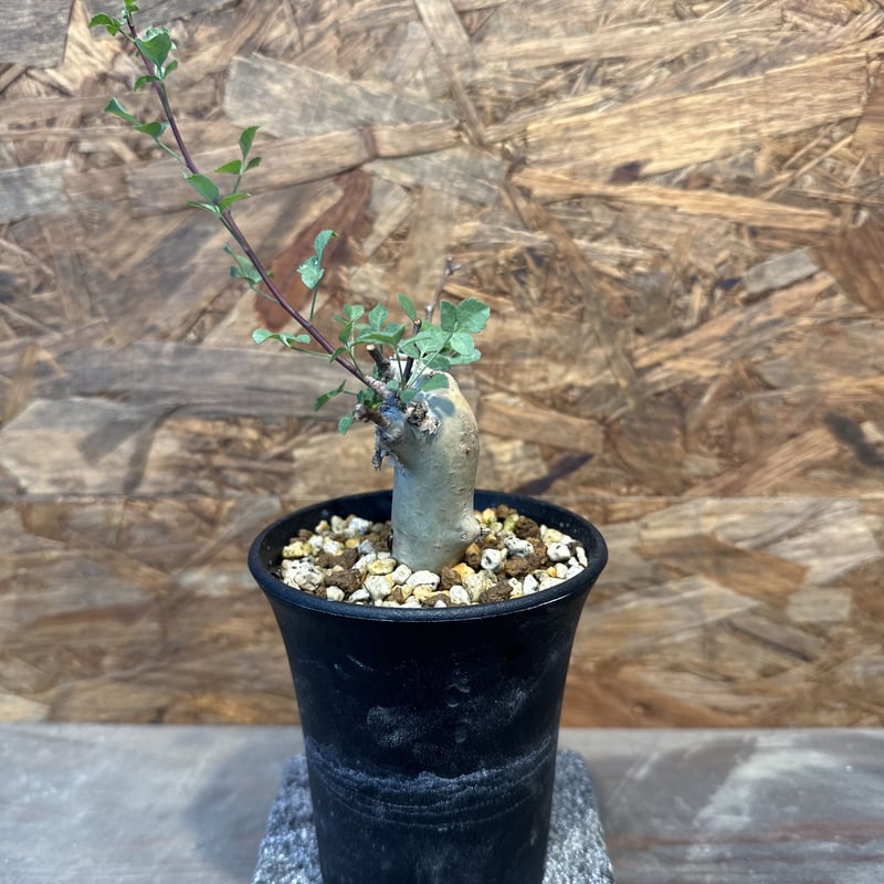 コミフォラ　カタフ　極小サイズ コミフォラ カタフターカネンシス ミニカタフ（極小）希少 | J.P Plants