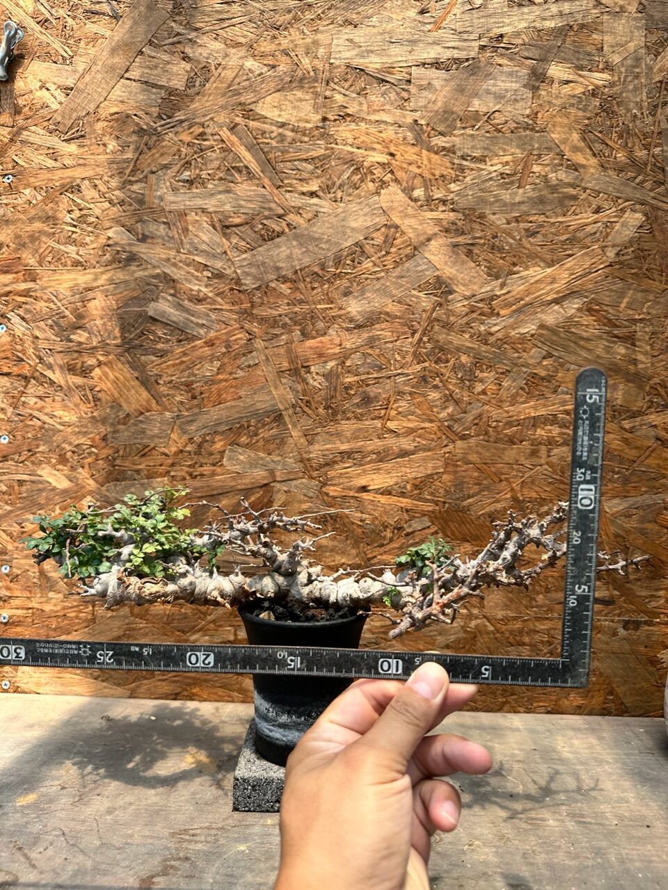 コミフォラ エイル ソマリア産 特大株 発根済み | J.P Plants コミフォラ エイル ソマリア産 特大株 発根済み | J.P Plants