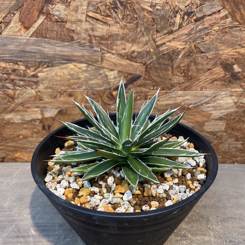 アガベ　jc'sシャドウ　パリー パリー JC シャドー agave parryi 'j.c.'s shadow'