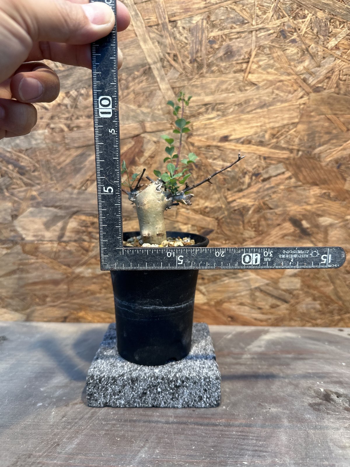 コミフォラ　カタフ　極小サイズ コミフォラ カタフ 極小サイズ - メルカリ