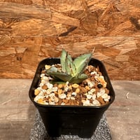 超コレクション株 超デカ コミフォラ エイル発根保証 ボコ肌 鉢▪️化粧砂