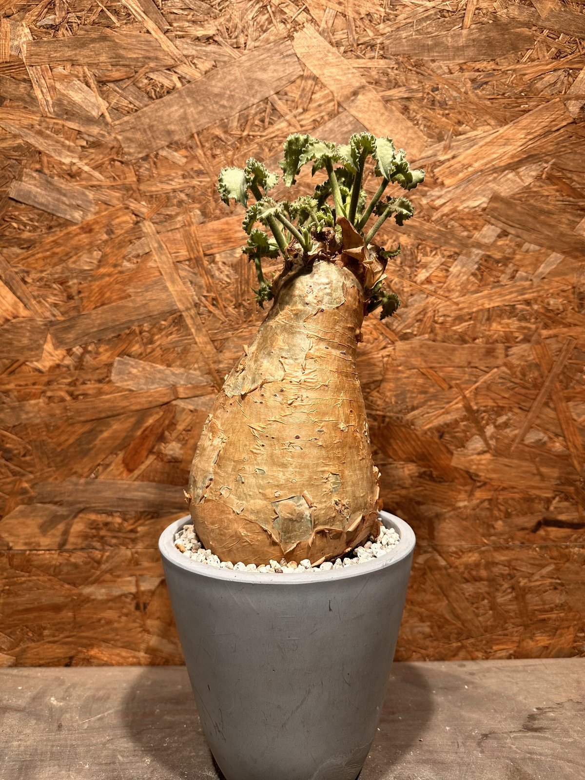 Cyphostemma uter macropus マクロプス | J.P Plants