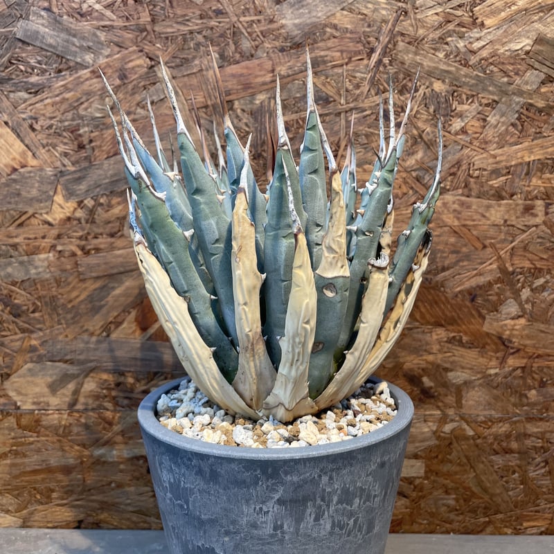 Agave utahensis eborispina 発根済み | J.P Plants