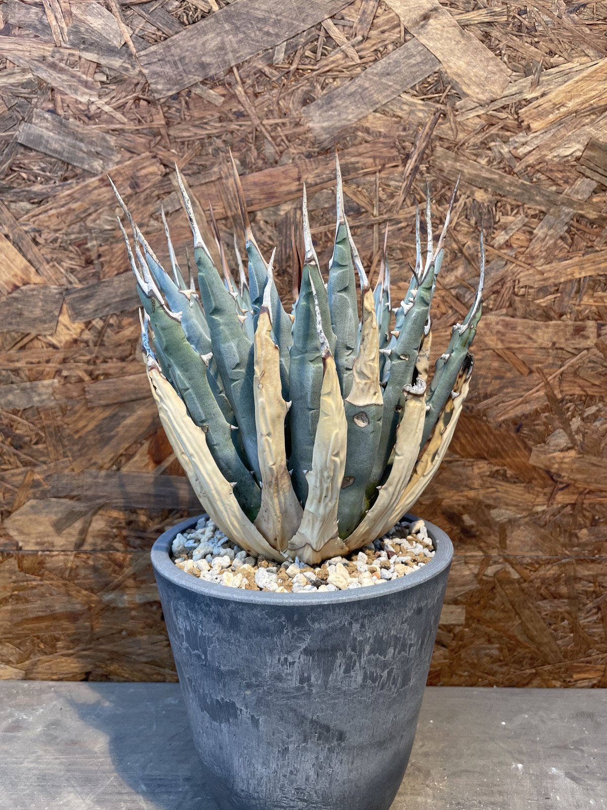 Agave utahensis eborispina 発根済み | J.P Plants