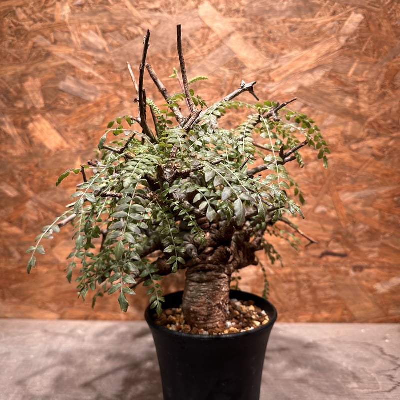 Boswellia neglecta ネグレクタ | J.P Plants