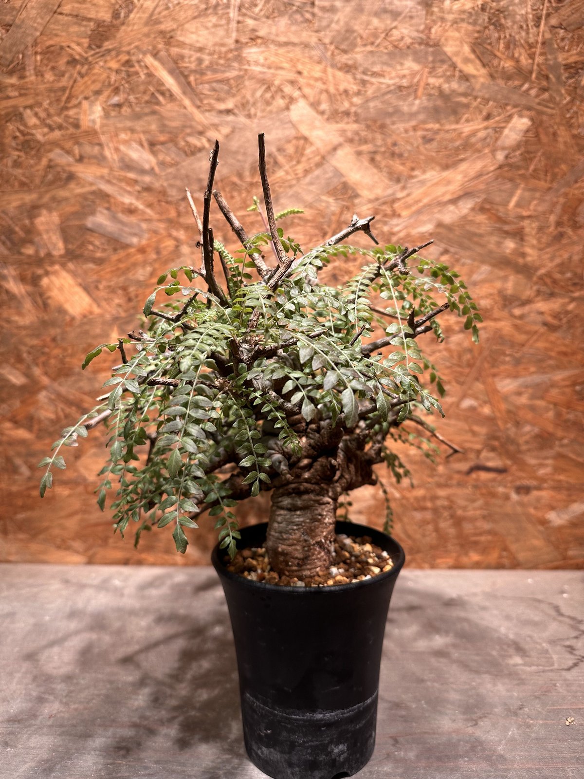 Boswellia neglecta ネグレクタ | J.P Plants