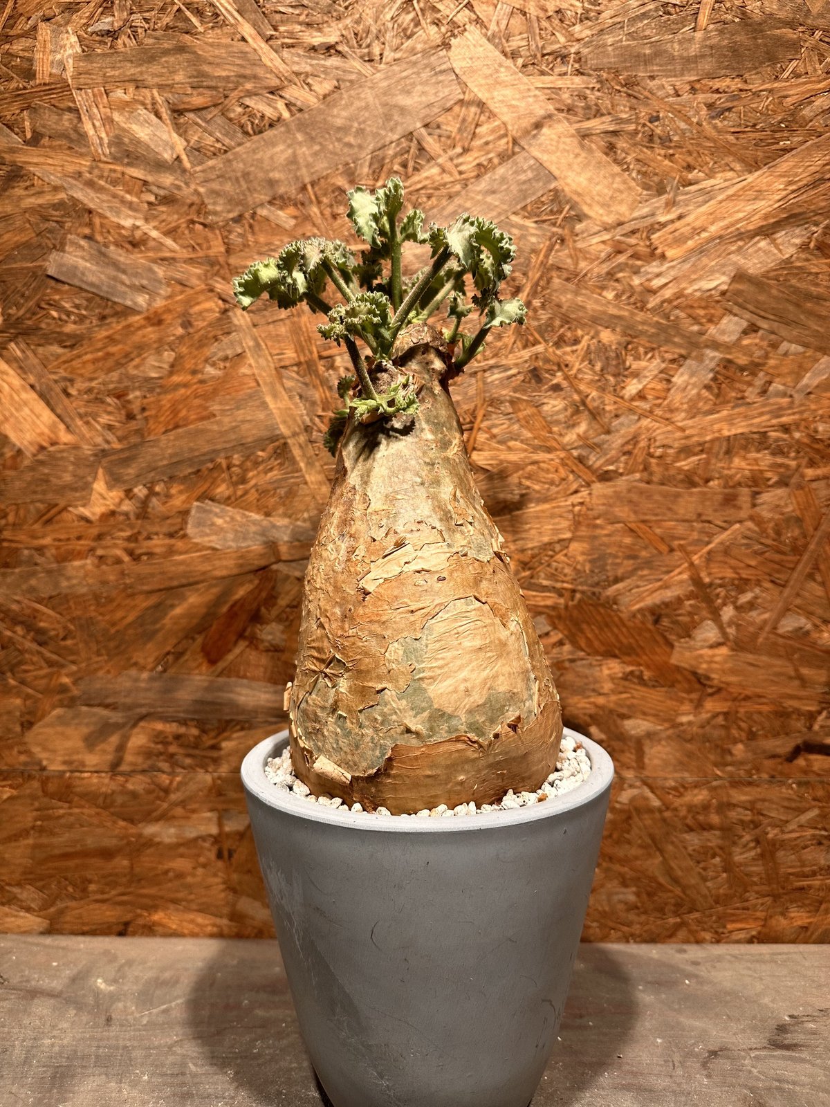 Cyphostemma uter macropus マクロプス | J.P Plants