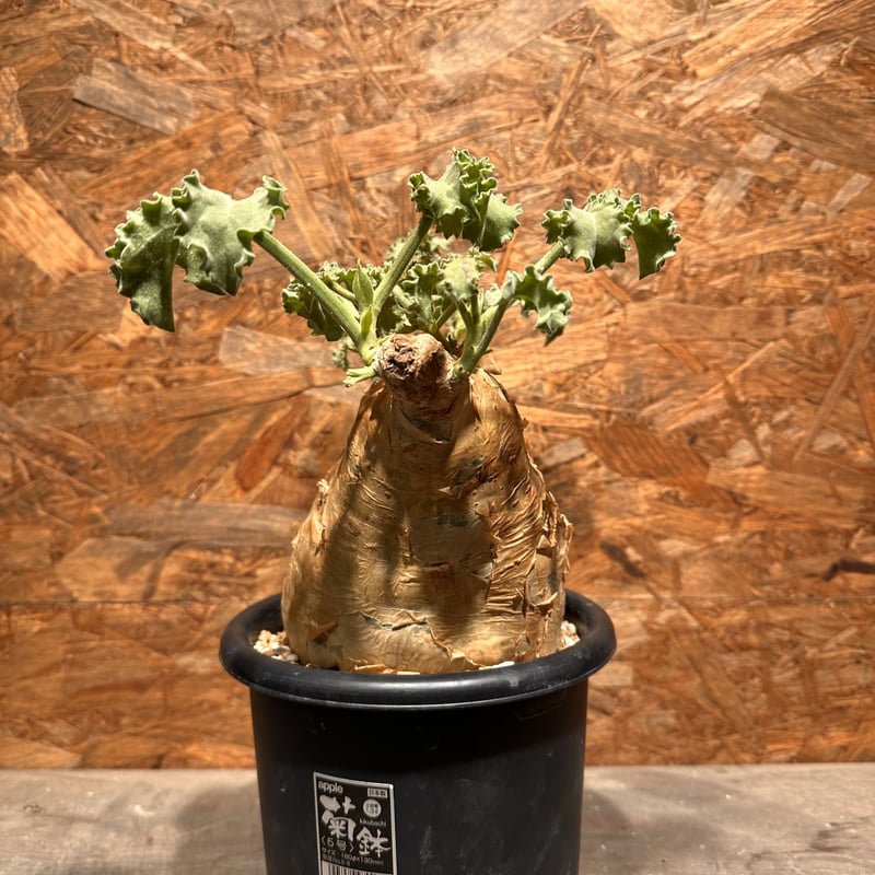 \"Cyphostemma uter var. macropus\" マクロプス キフォステンマ マクロプス／Cyphostemma uter var. macropus