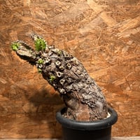 コミフォラ エイル ソマリア産 特大株 発根済み | J.P Plants