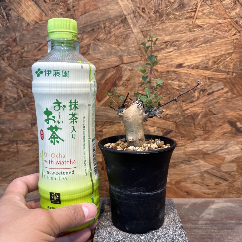 コミフォラ　カタフ　極小サイズ コミフォラ カタフ 極小サイズ