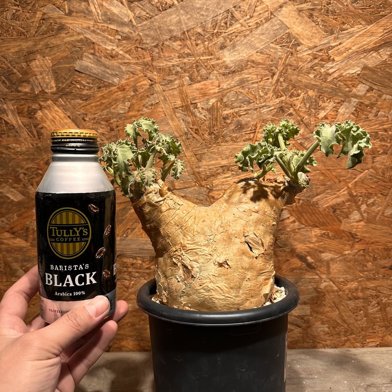 Cyphostemma uter macropus マクロプス | J.P Plants