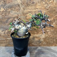 コミフォラ カタフターカネンシス ミニカタフ（極小）希少 ② | J.P Plants