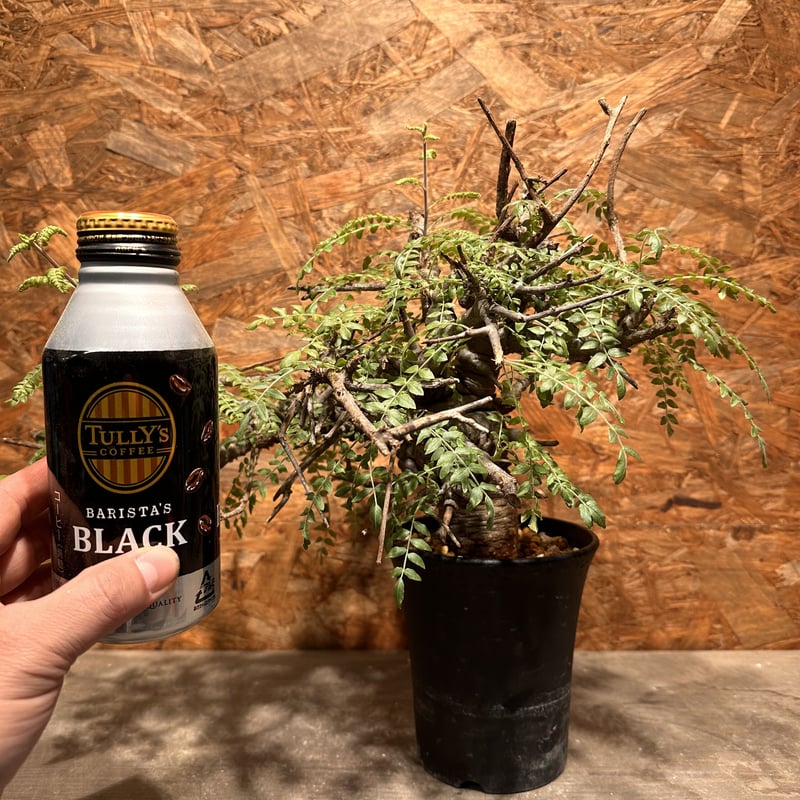 Boswellia neglecta ネグレクタ | J.P Plants