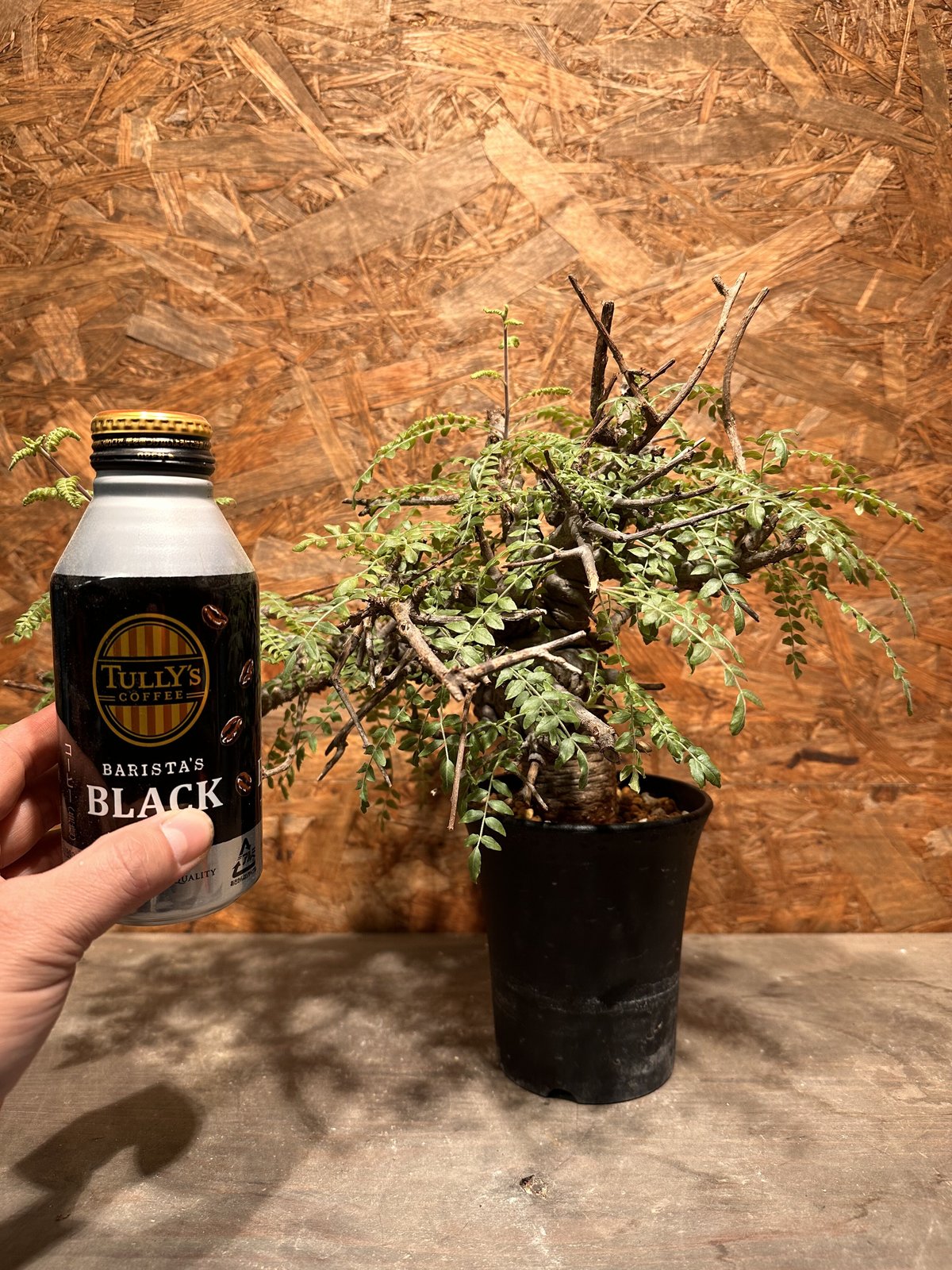 Boswellia neglecta ネグレクタ | J.P Plants