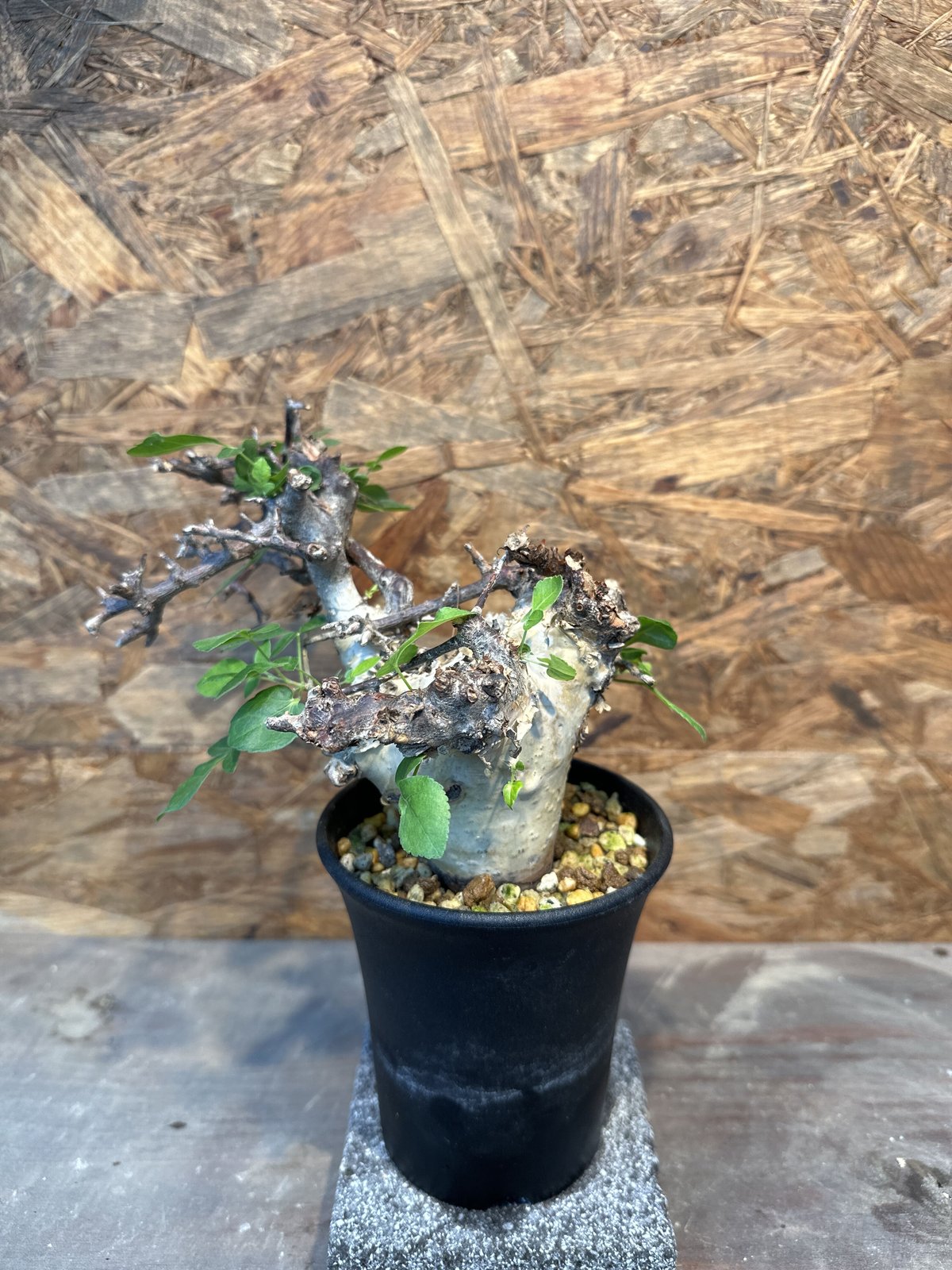 コミフォラ カタフ ターカネンシス ② 発根済み | J.P Plants