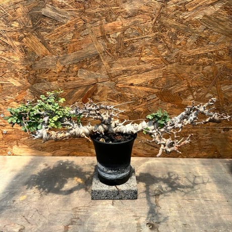 コミフォラエイル | STORES