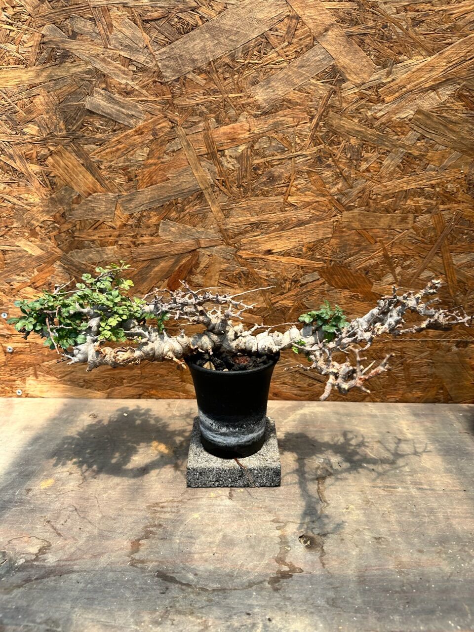 コミフォラ エイル ソマリア産 特大株 発根済み | J.P Plants コミフォラ エイル ソマリア産 特大株 発根済み | J.P Plants