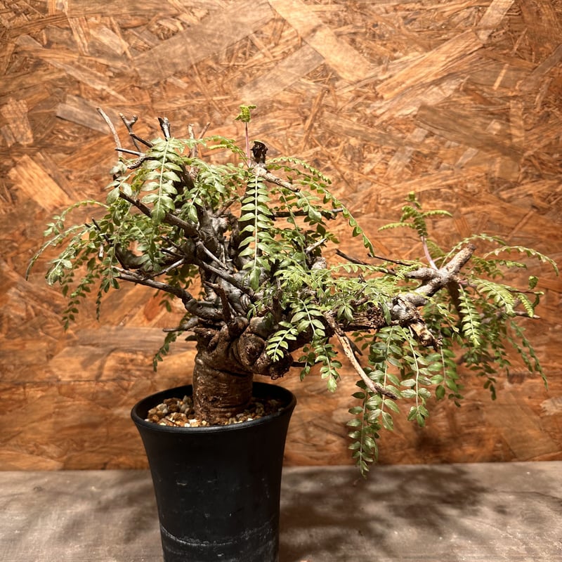 Boswellia neglecta ネグレクタ | J.P Plants