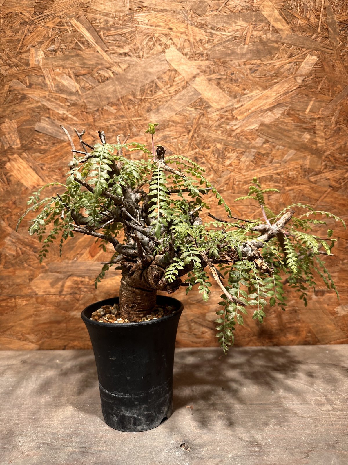 Boswellia neglecta ネグレクタ | J.P Plants