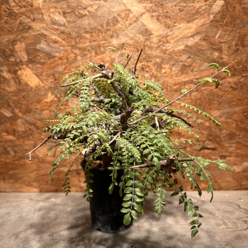 Boswellia neglecta ネグレクタ | J.P Plants