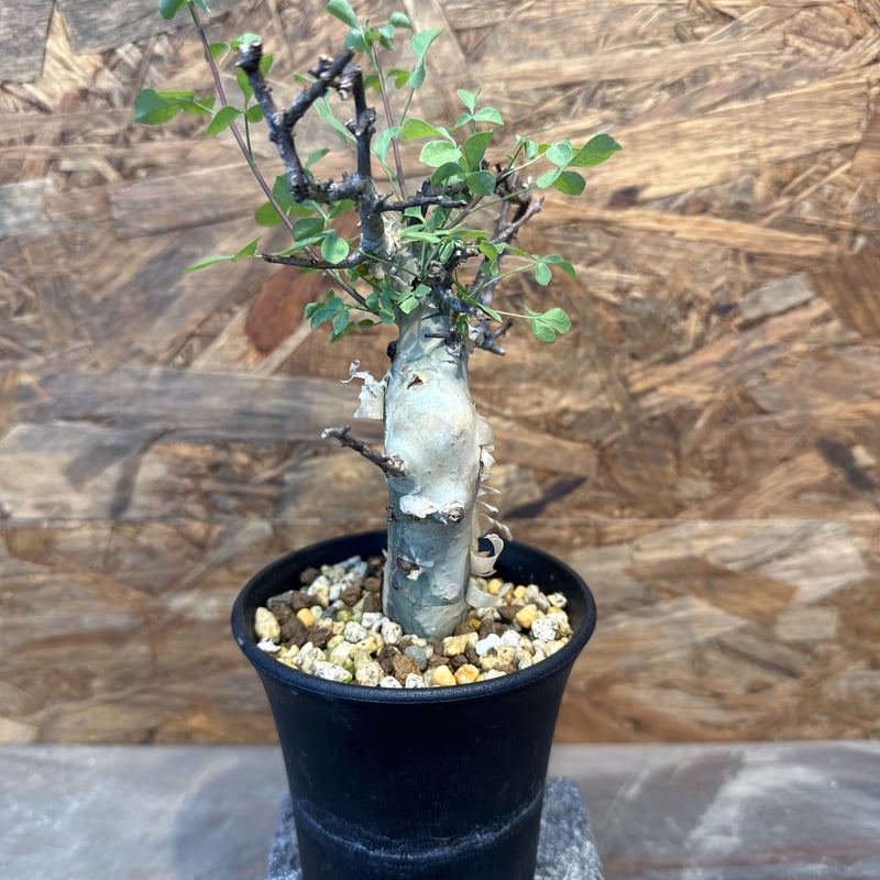 コミフォラ カタフターカネンシス ミニカタフ（極小）希少 ② | J.P Plants