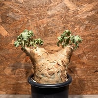 コミフォラ エイル ソマリア産 特大株 発根済み | J.P Plants