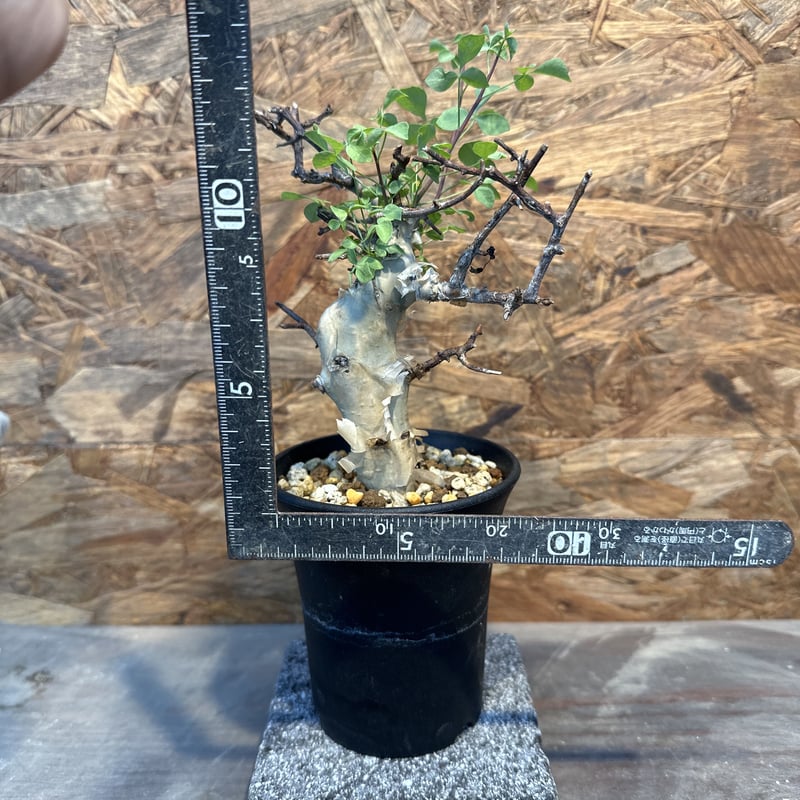 コミフォラ　カタフ　極小サイズ コミフォラ カタフターカネンシス ミニカタフ（極小）希少 | J.P Plants