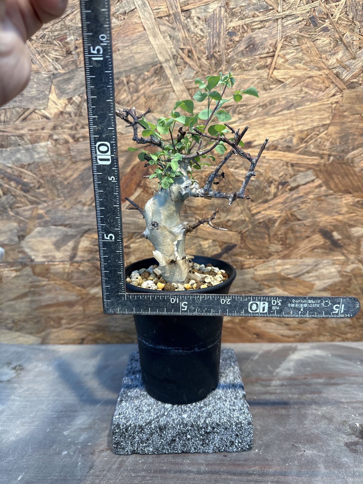 コミフォラ　カタフ　極小サイズ コミフォラ カタフターカネンシス ミニカタフ（極小）希少 ②