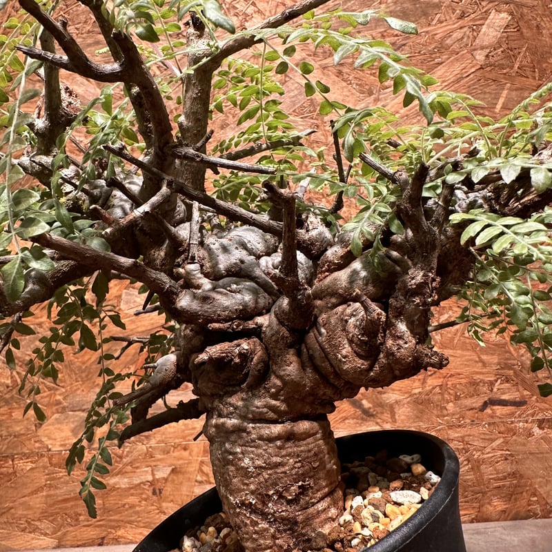 Boswellia neglecta ネグレクタ | J.P Plants